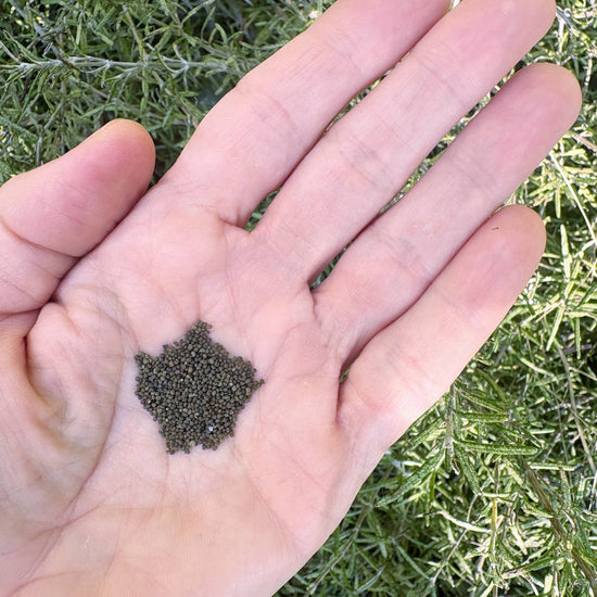 Poppy Black Peony Seed