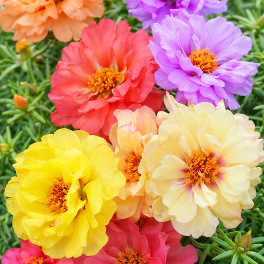 Moss rose double flowers in pink red yellow and orange close-up
