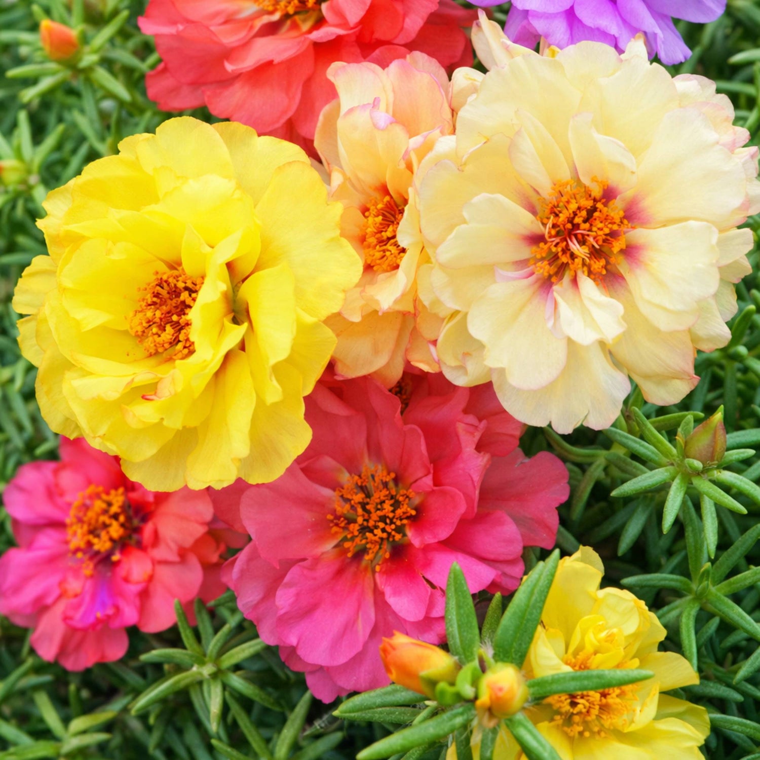 Portulaca