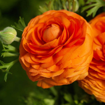 Ranunculus Seeds Orange