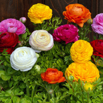 Ranunculus Bloomingdale Mixed Seeds
