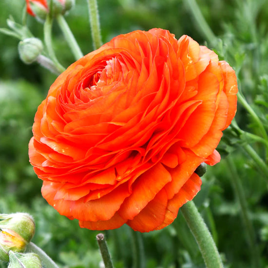 Ranunculus Bloomingdale II Seeds Orange