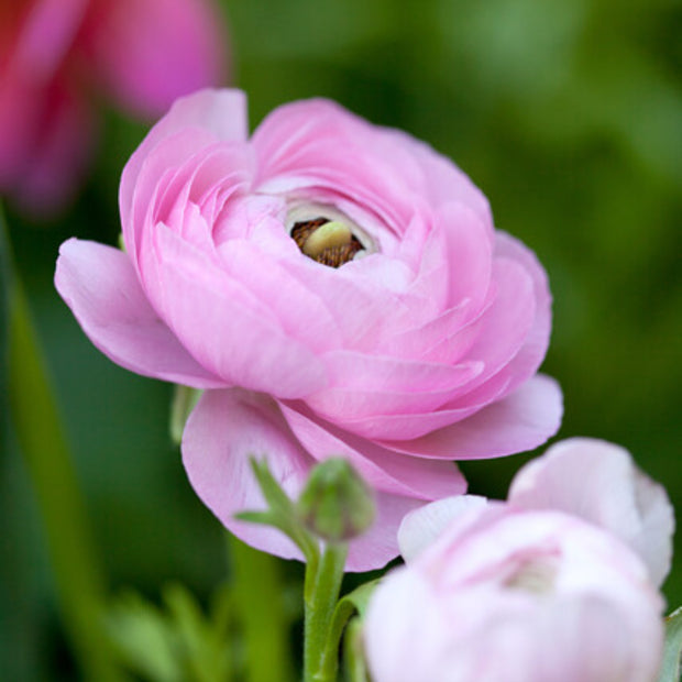 Ranunculus Seeds Pink