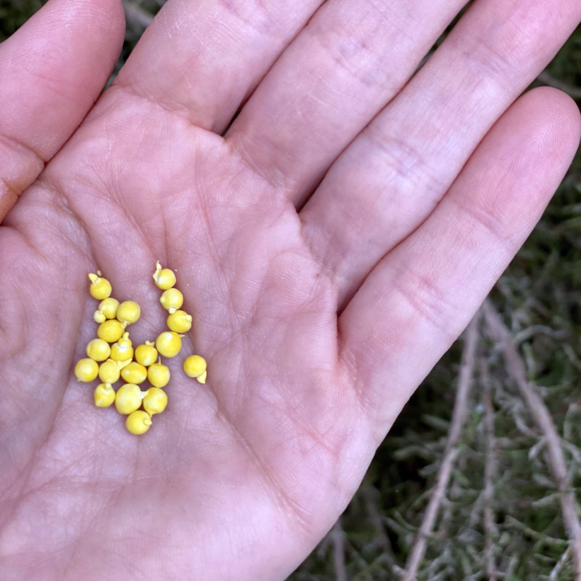 Ranunculus Seeds - Red Shades