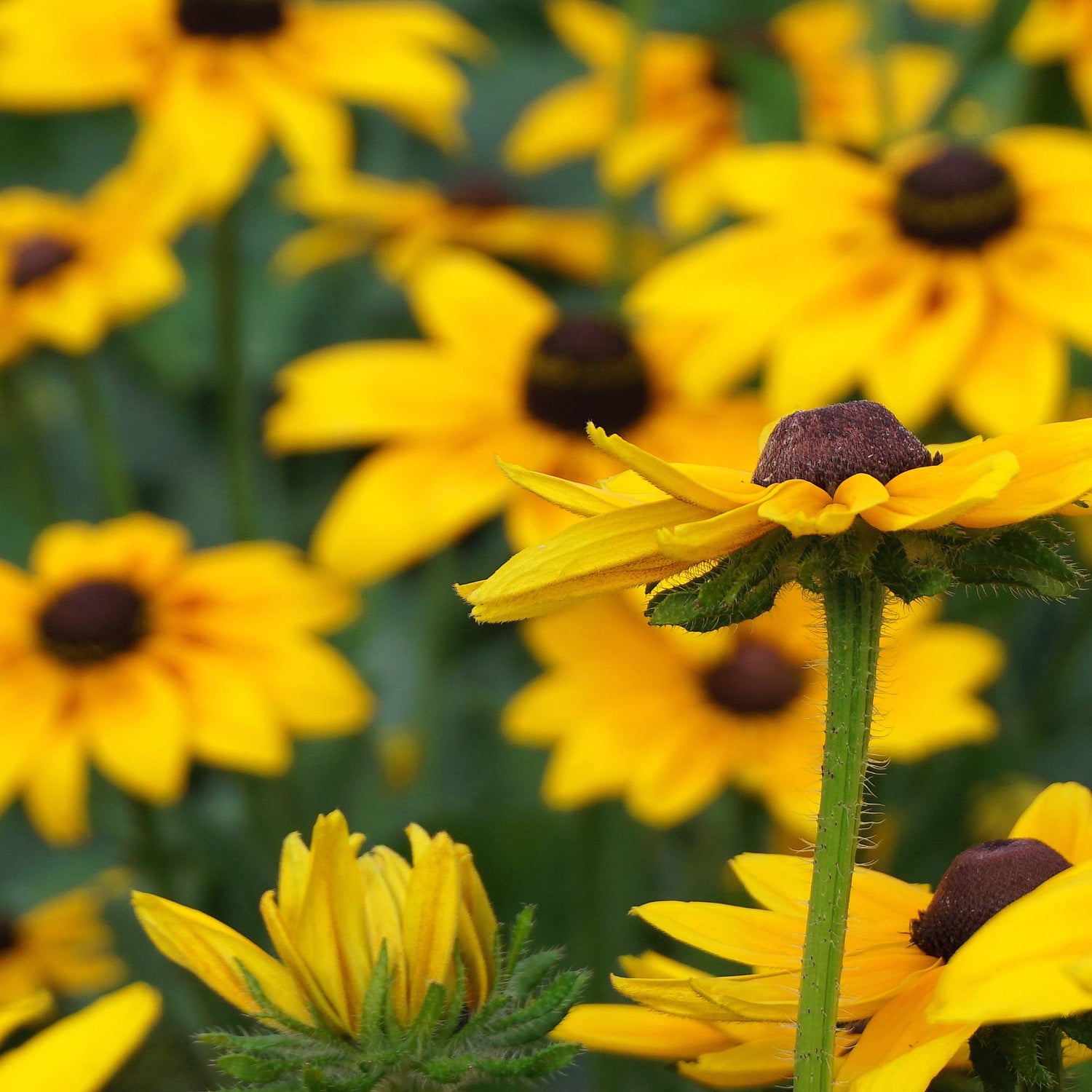Rudbeckia