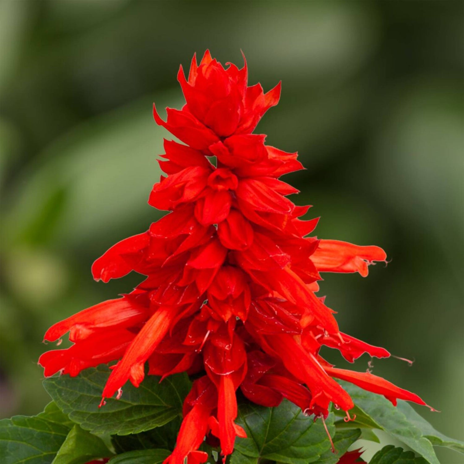 Salvia