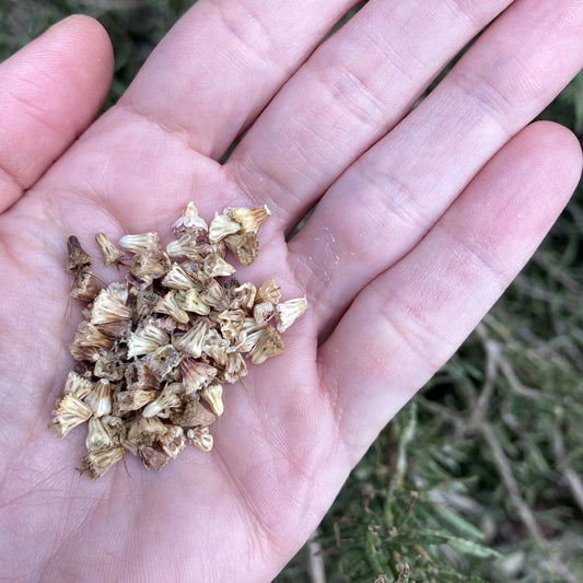 Scabiosa Black Knight Seeds