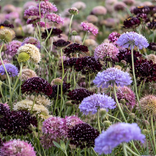 Scabiosa Seeds