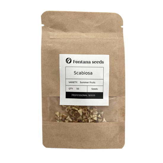 Scabiosa Flower Seed  Summer Fruits
