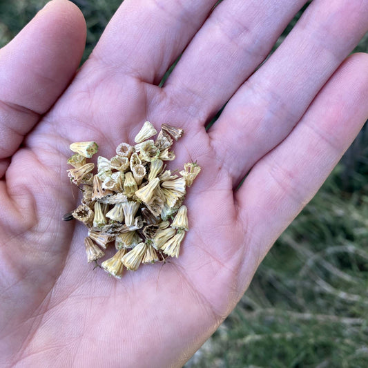 Scabiosa Flower Seeds - Summer Fruits