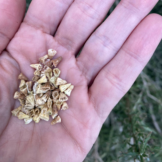 Scabiosa Mix Colors Seeds