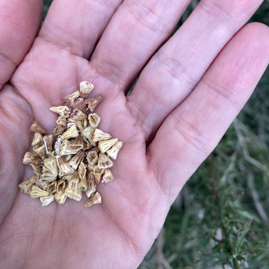 Scabiosa Mix Colors Seeds