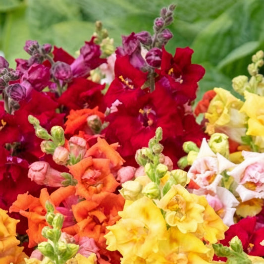 Snapdragon Grandiflorum Mix Seeds