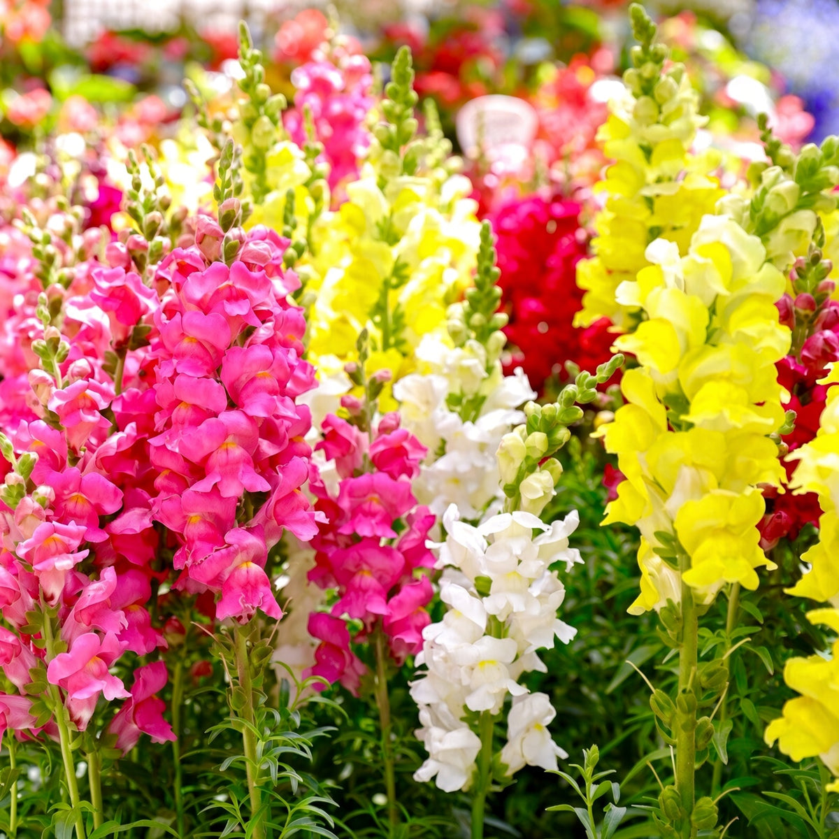 Snapdragon Mixed Colors Seeds