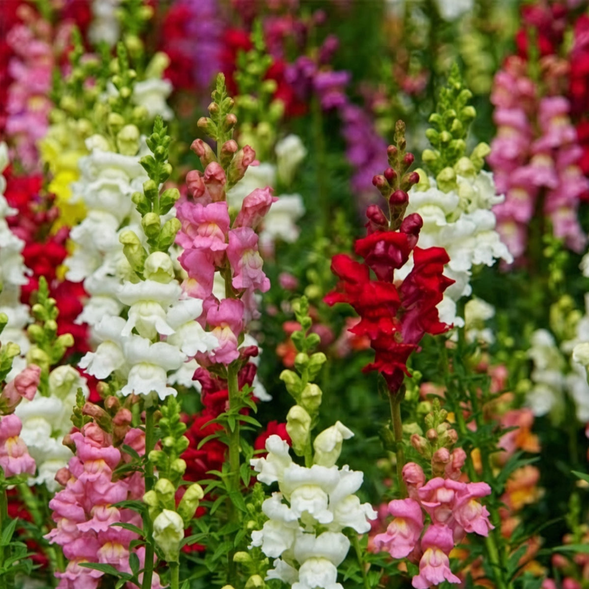 Snapdragon Mix Seeds