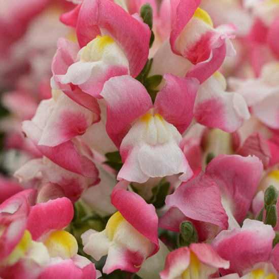 Snapdragon Snapshot Coral Seed