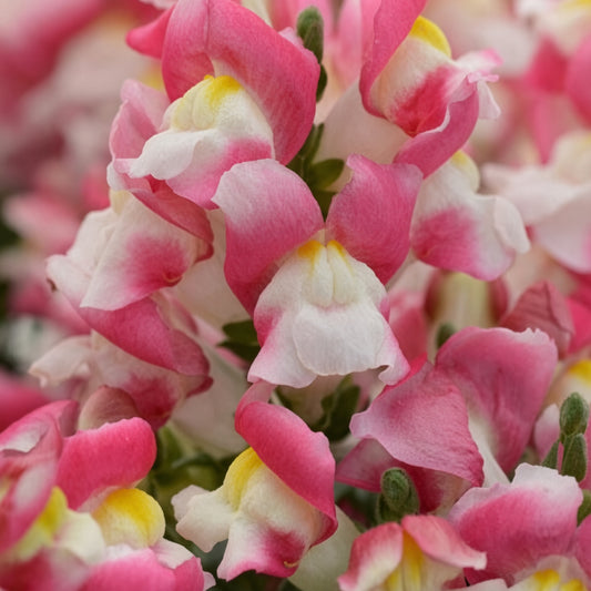 Snapdragon Snapshot Coral Seed