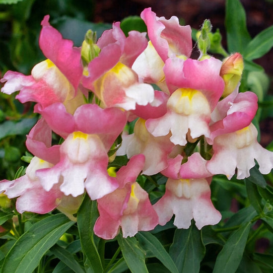 Snapdragon Snapshot Coral Seeds