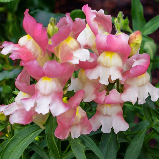 Snapdragon Snapshot Coral Seeds