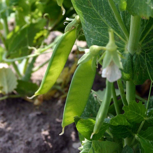 Organic Snow Pea 'Norli'