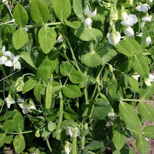Organic Snow Pea 'Norli'