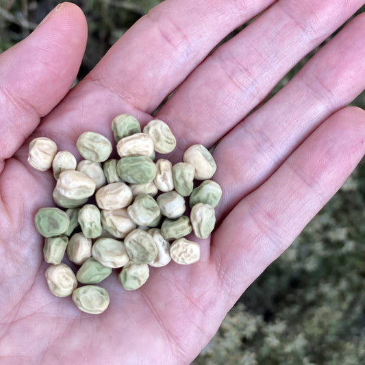 Snow Pea Seeds Size