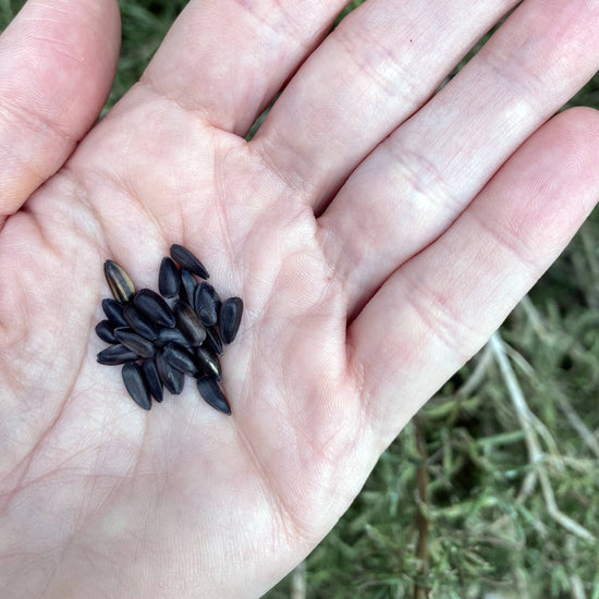 Sunflower Seeds Claret