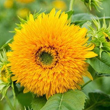Teddy Bear Sunflowers