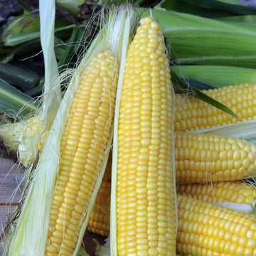 Sweet Corn Golden Bantam Seeds