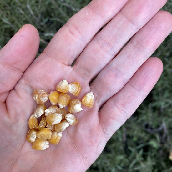Sweet Corn Golden Bantam Seeds