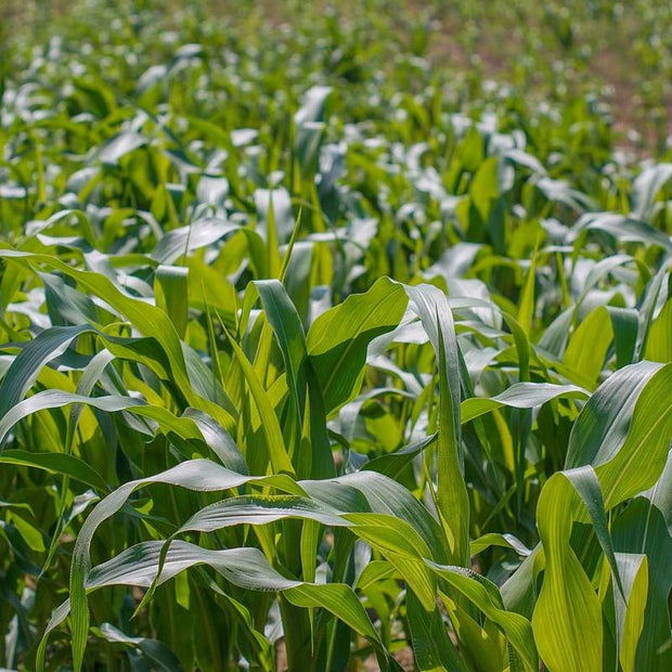 Sweet corn seeds