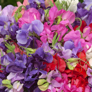 Sweet Pea Mix Seeds