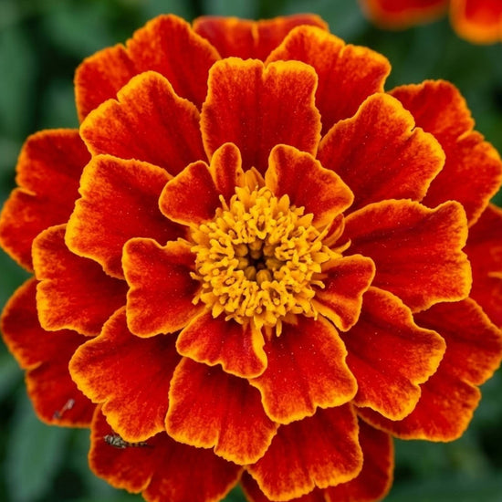 Tagetes patula Durango Flame growing in a garden border