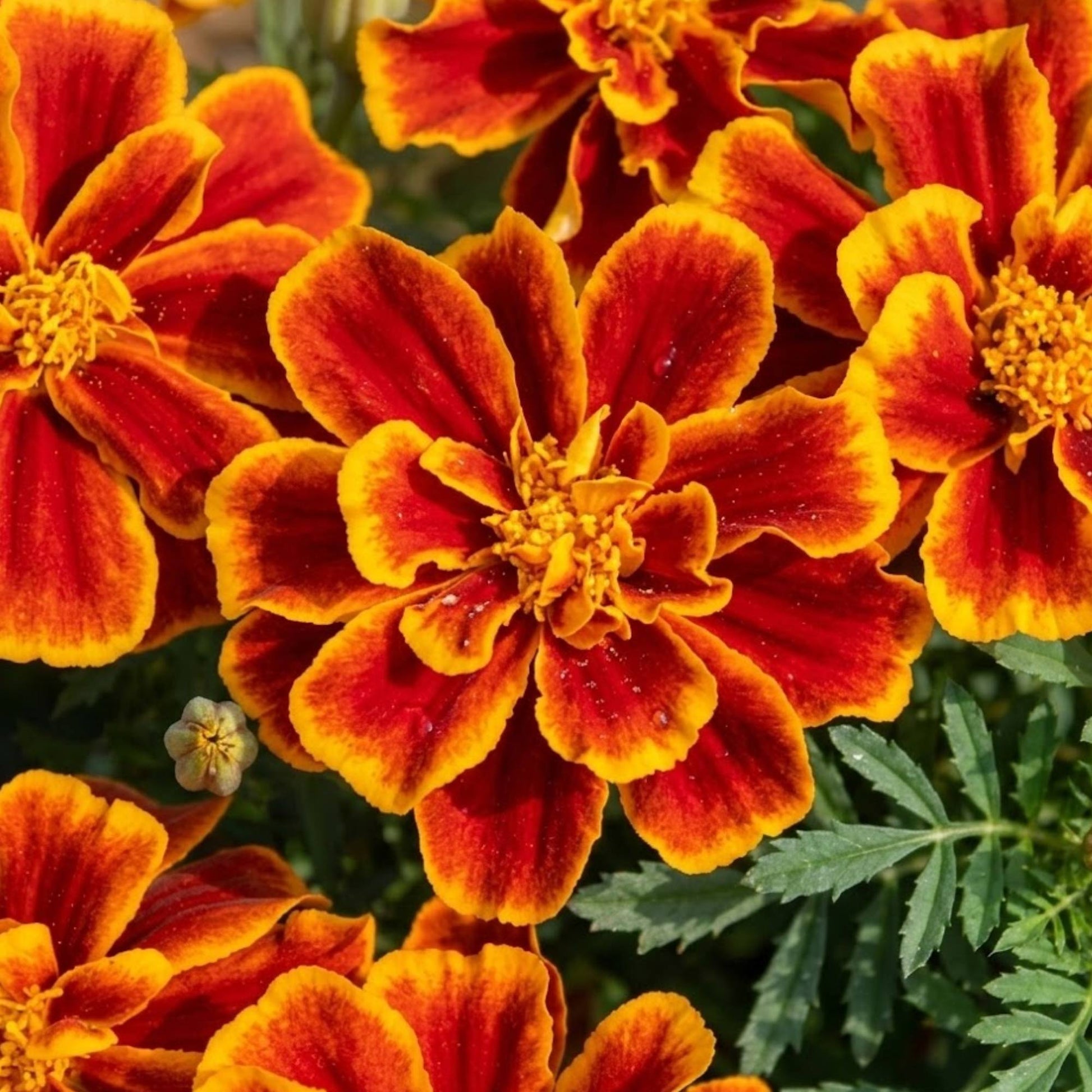 French marigold Durango Flame red and orange bicolour flowers