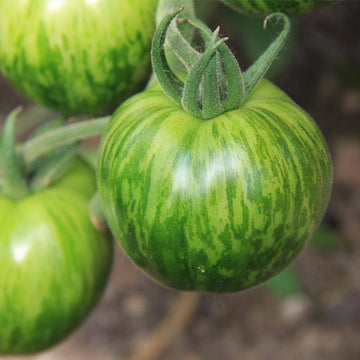 Tomato Green Zebra Seeds