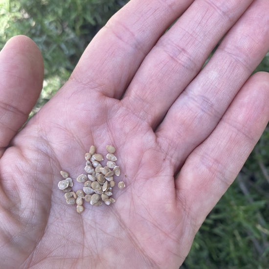 Tomato Green Zebra Seeds