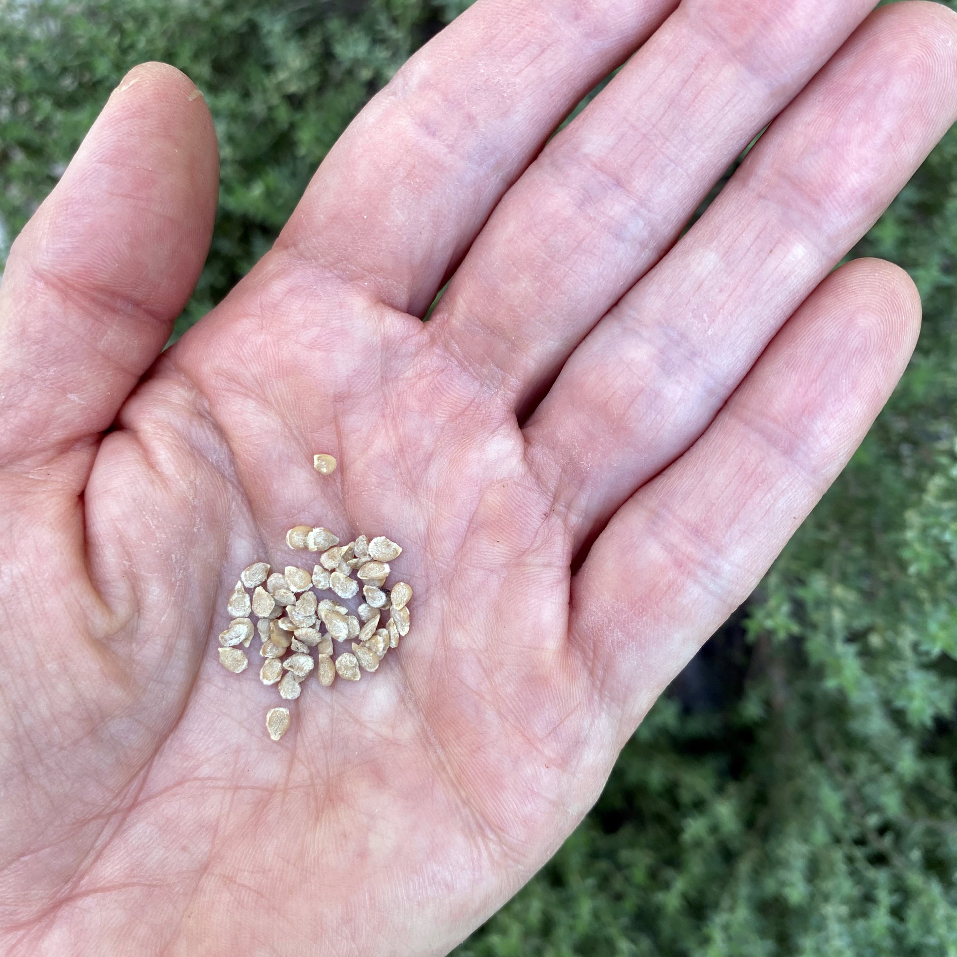 Tomato Mirabelle Seeds