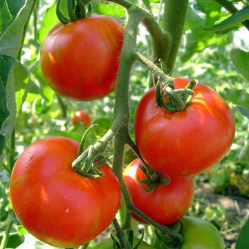 Tomato Tigerella Seeds