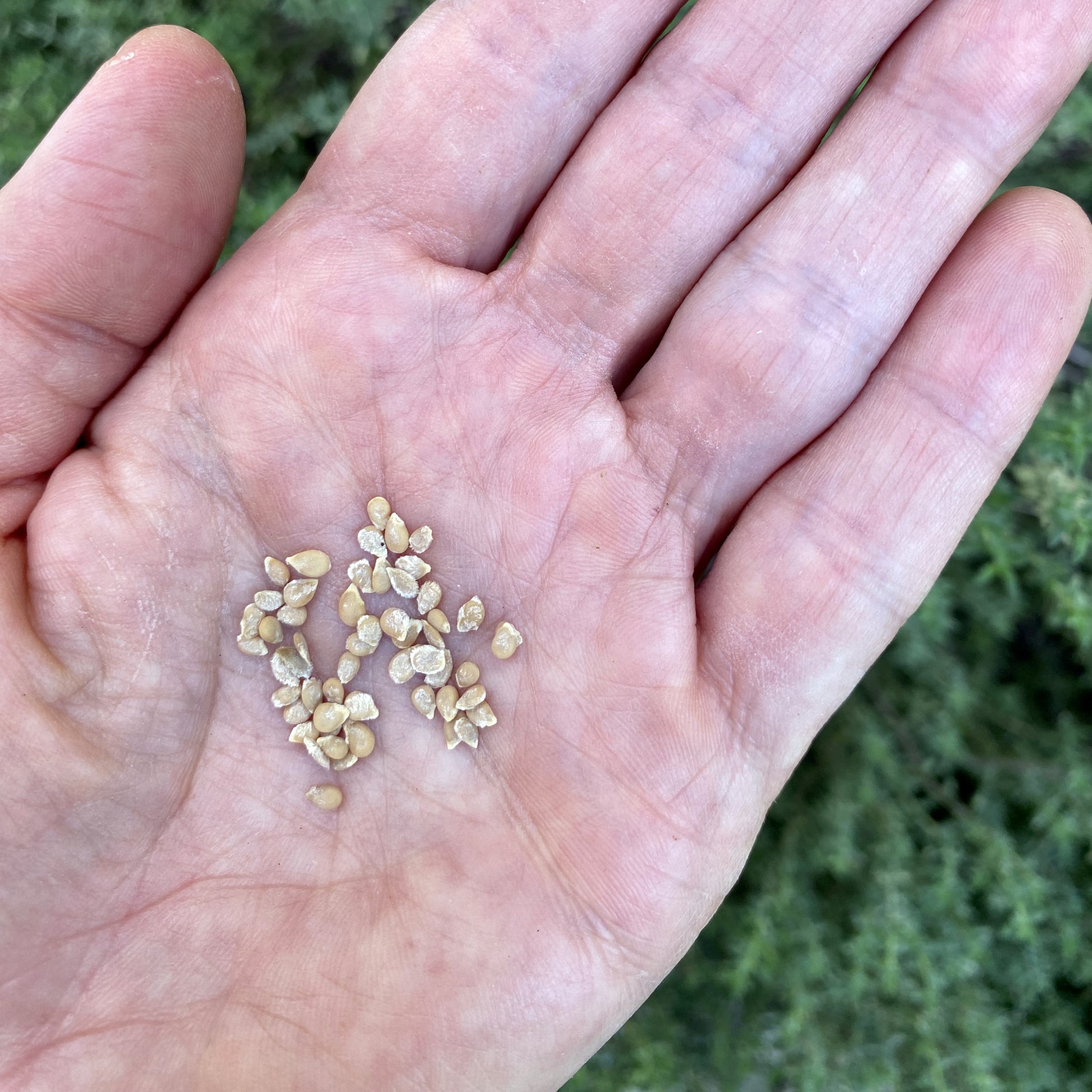 Tomato Tigerella Seeds Organic