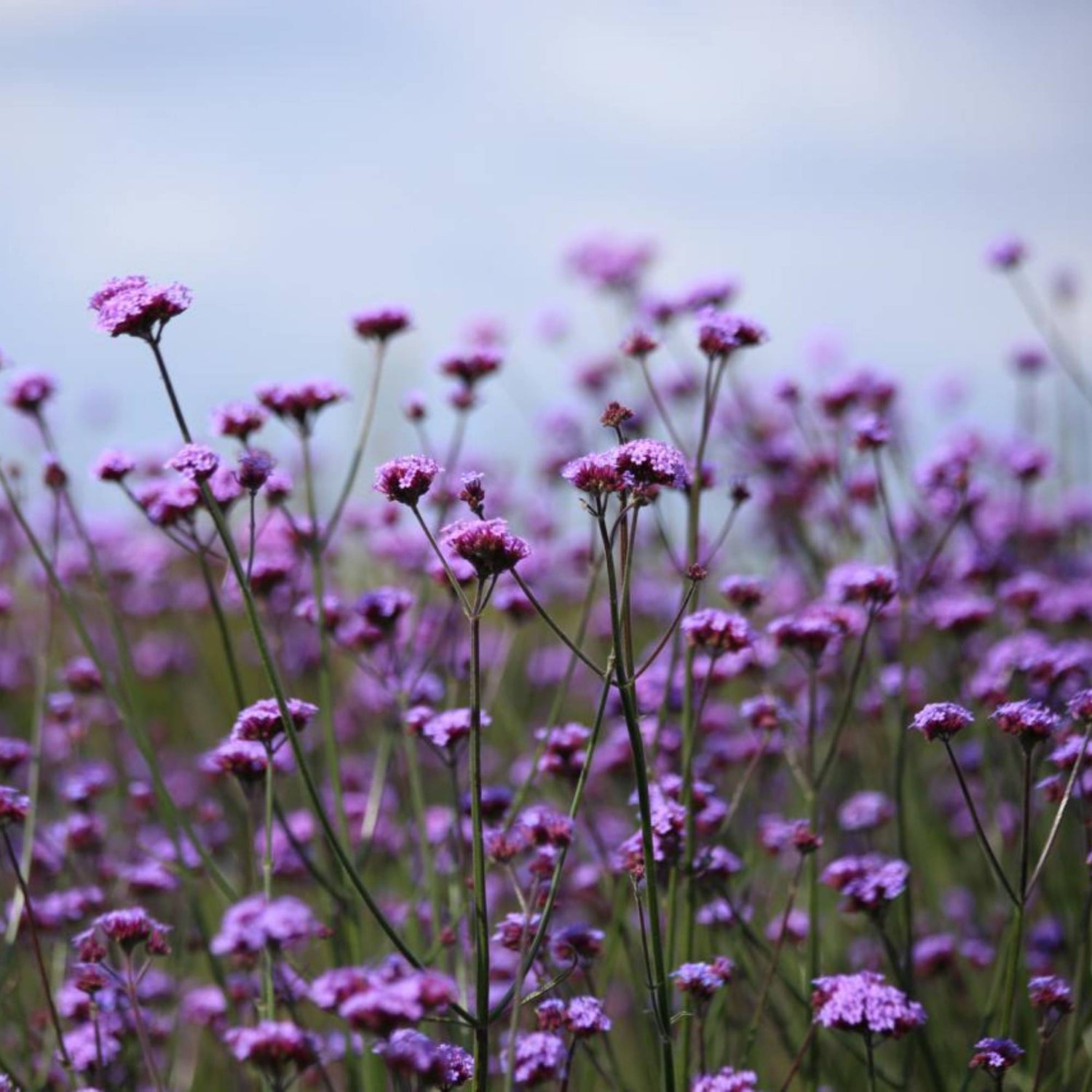 Verbena