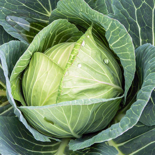 Organic White Cabbage 'Langedijker Bewaar'