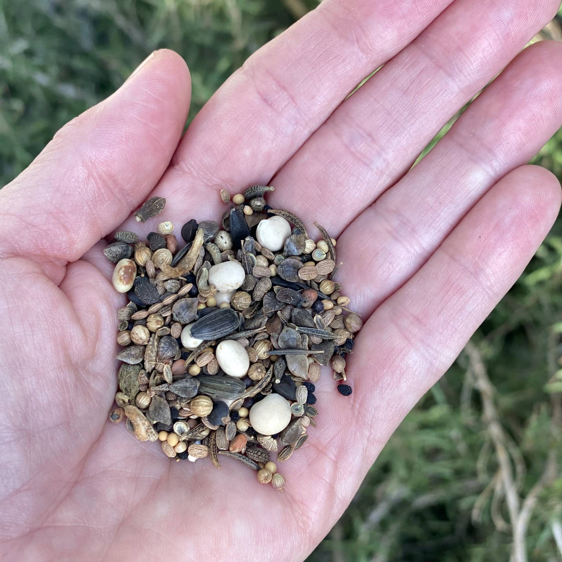 Wildflower Seeds for Bees and Butterflies