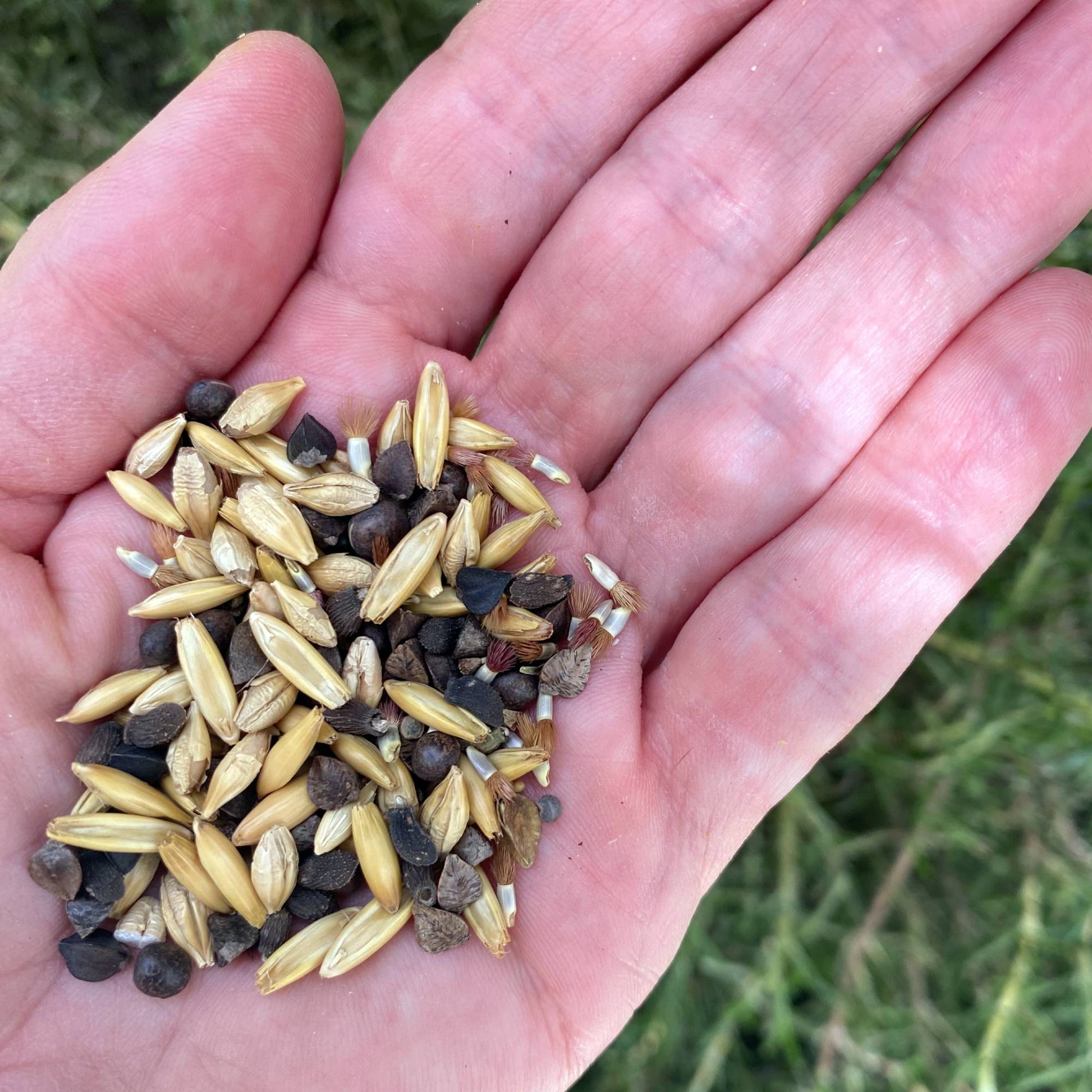 Wildflower Meadow Mix Seeds