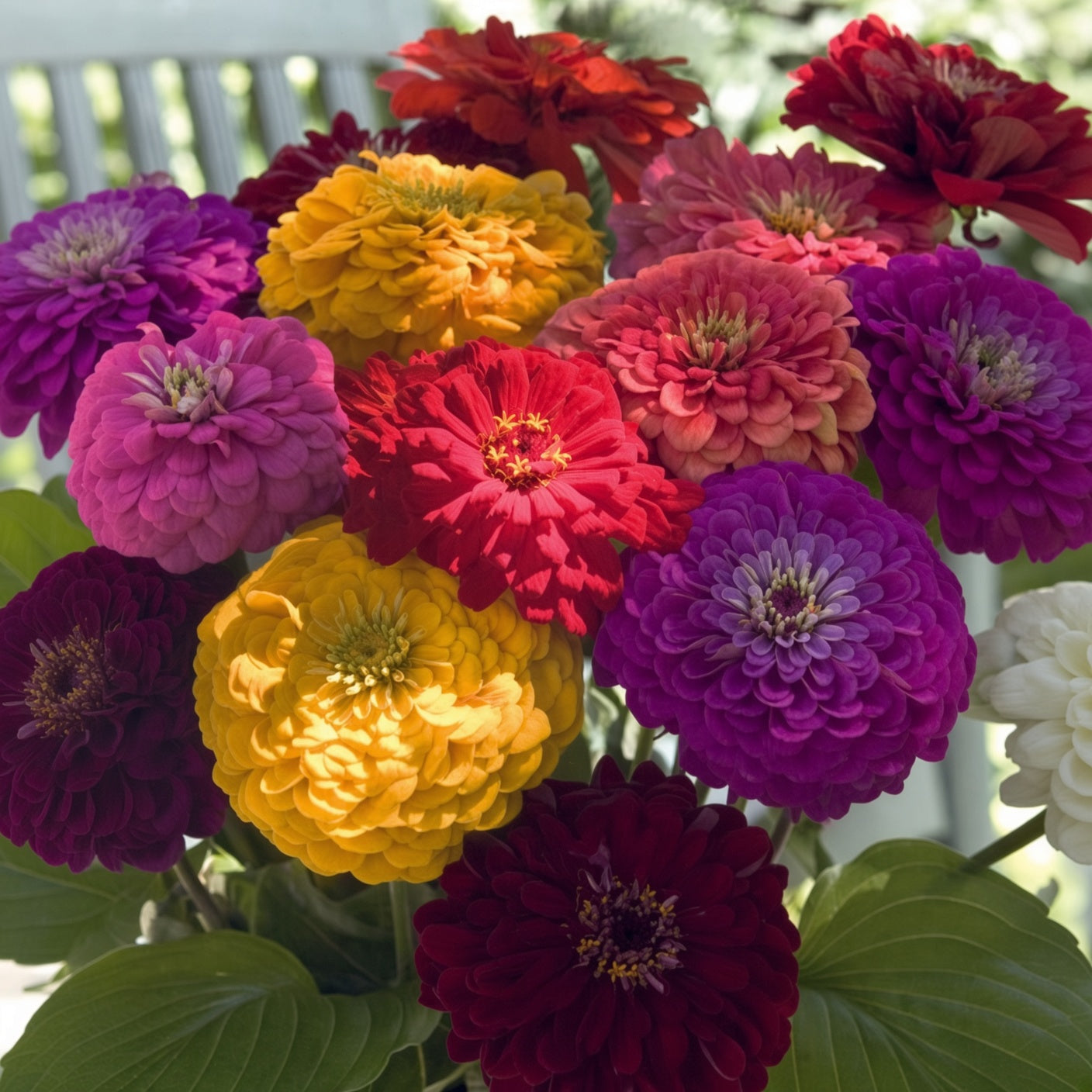 Zinnia Benary's Giant Mix Seed