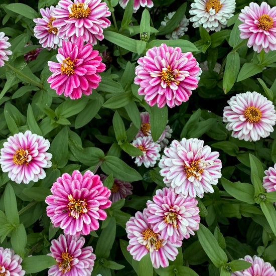 Zinnia Zahara Double Raspberry Riple Seeds
