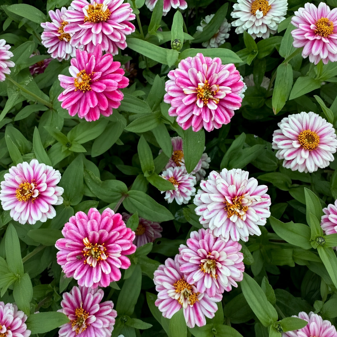 Zinnia Zahara Double Raspberry Riple Seeds
