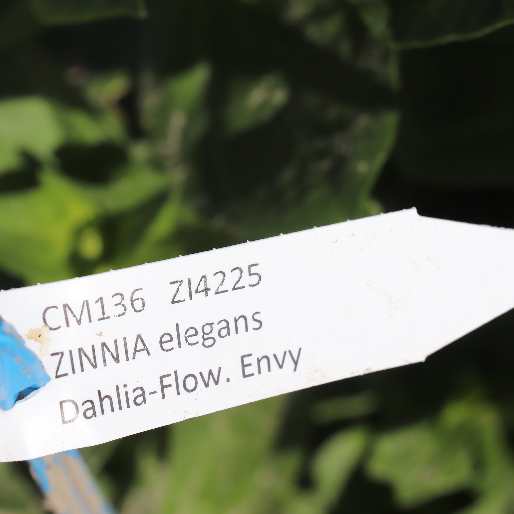 Zinnia Elegans Dahlia-Flowered Envy Seeds