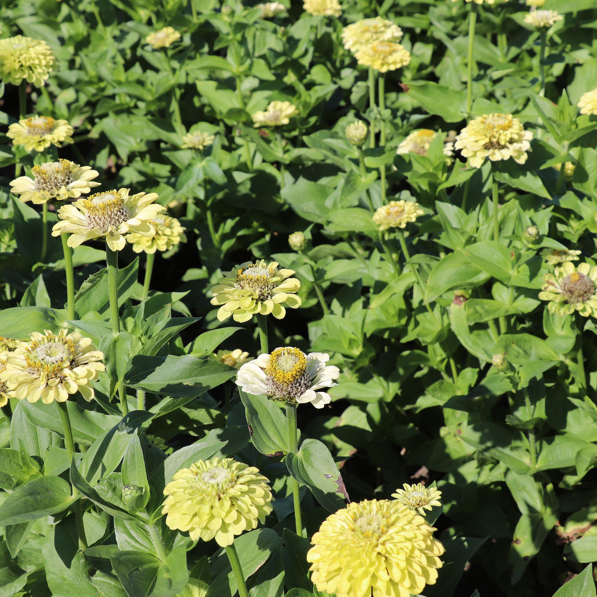 Zinnia Elegans Dahlia Flowered Envy Seeds