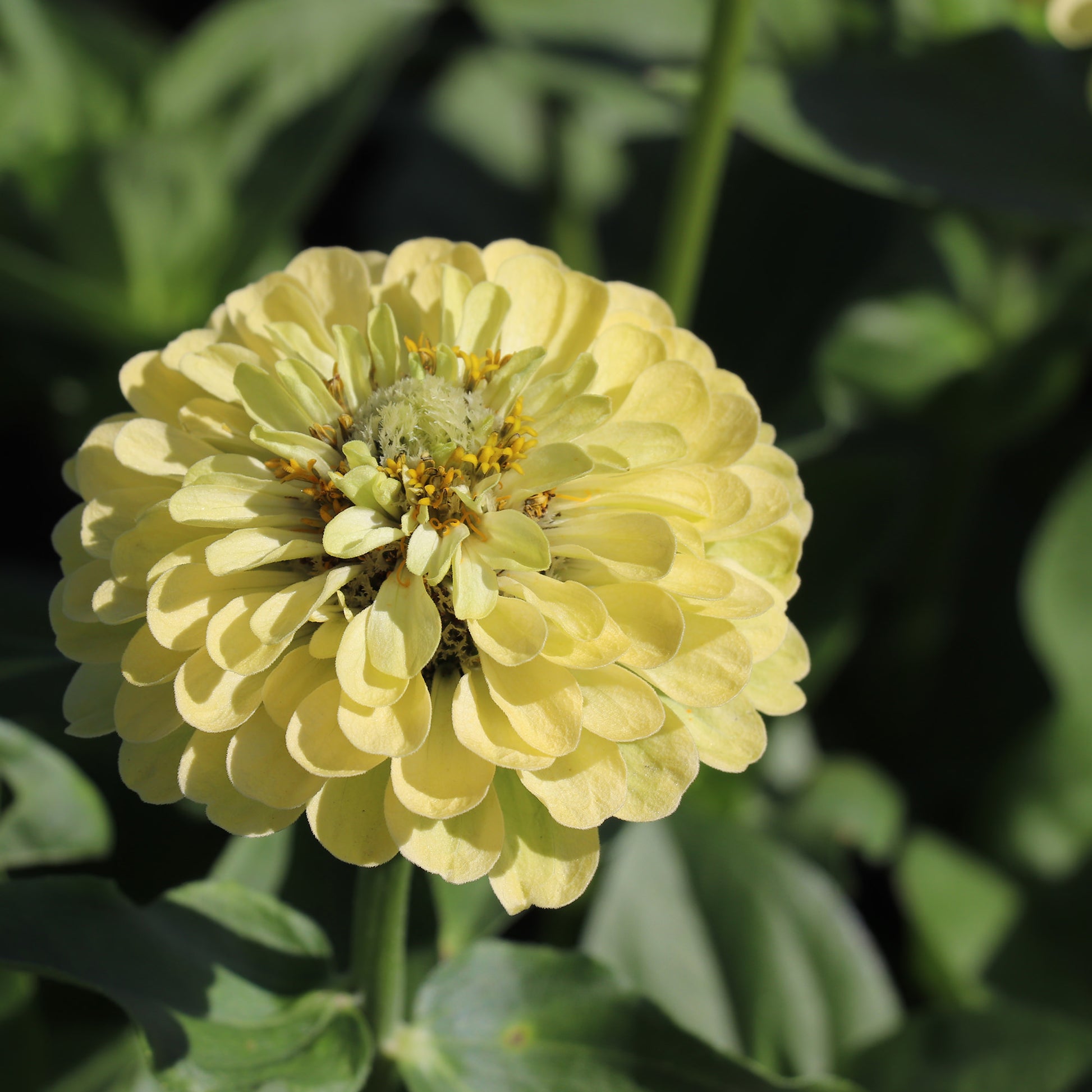 Zinnia Elegans Envy Seeds