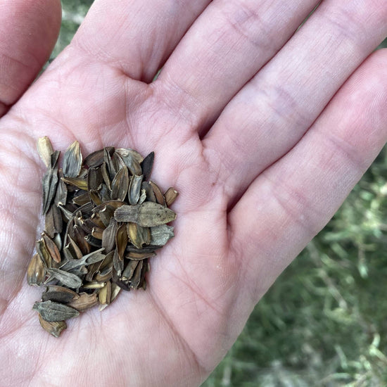Zinnia Meteor Seeds Size